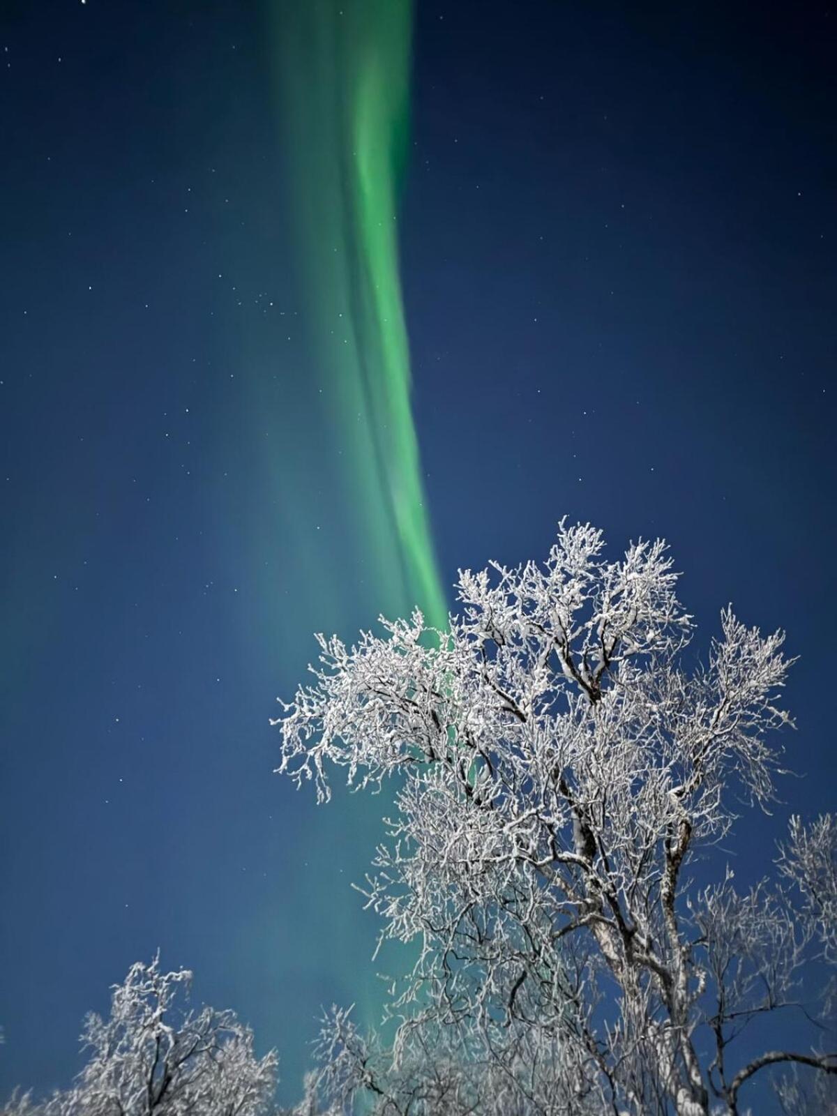Trivelig Hytte I Senja. Zewnętrze zdjęcie
